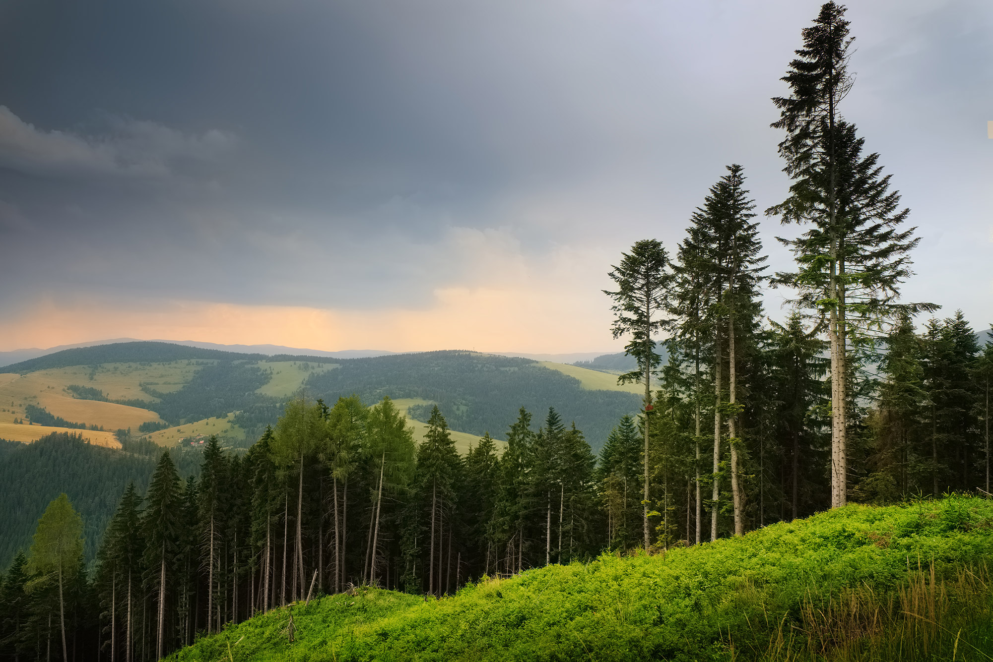 Forest and Moutains